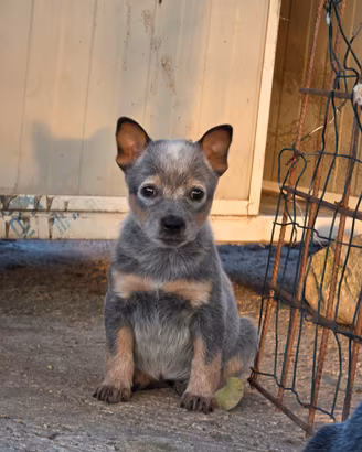 Australian Cattle Dog