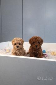 Barboncini mini toy red e albicocca disponibili