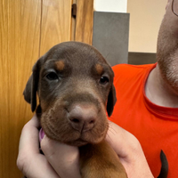 Dobermann Cuccioletti Dolci Musetti