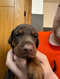 Dobermann Cuccioletti Dolci Musetti