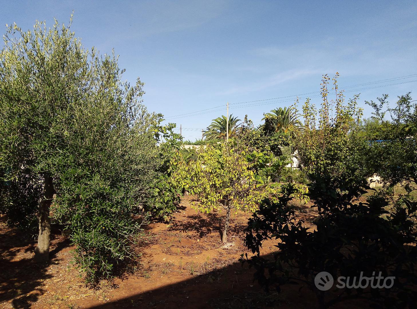 Terreno posizionato tra le abitazioni - Vista 2