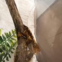 Geco ciliatus femmina