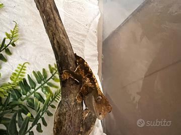 Geco ciliatus femmina