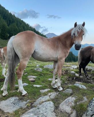 Cavalla haflinger 5 anni