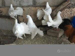 Colombo pavoncello femmina