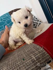 Maltesini e barboncini