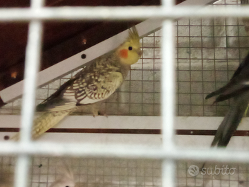 Kakariki e calopsiti