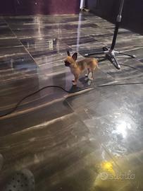 Ohgtb chihuahua mini Toy