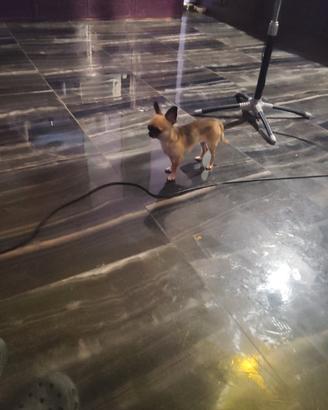 Ohgtb chihuahua mini Toy