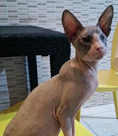 Gatta don sphynx gomma