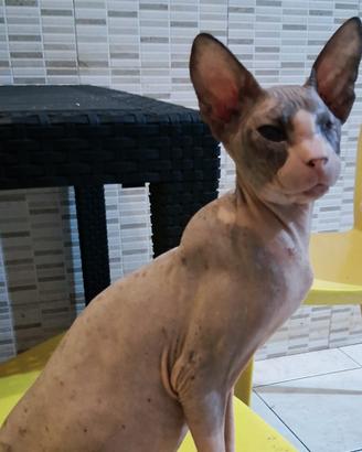 Gatta don sphynx gomma