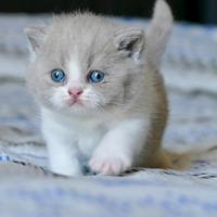 BRITISH Shorthair cucciole