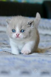 BRITISH Shorthair cucciole