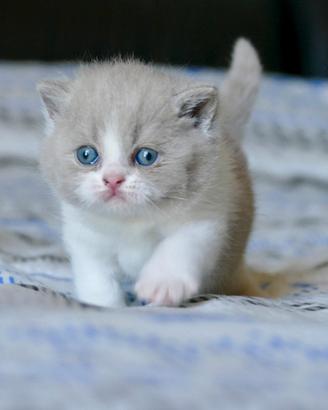 BRITISH Shorthair cucciole
