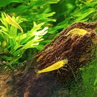 Caridina yellow. Gamberetto d'acqua dolce