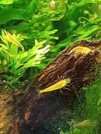 Caridina yellow. Gamberetto d'acqua dolce
