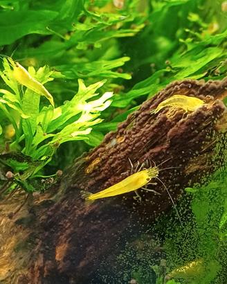 Caridina yellow. Gamberetto d'acqua dolce