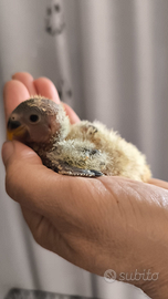 Inseparabili allevati a mano