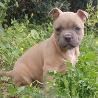 Pitbull