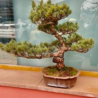 Bonsai pino pentaphylla giappone