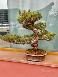 Bonsai pino pentaphylla giappone