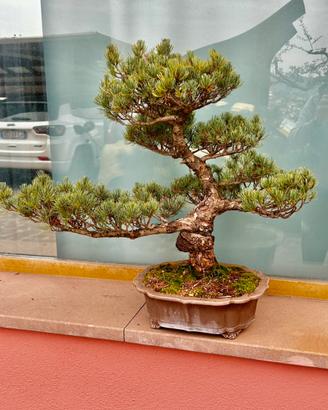 Bonsai pino pentaphylla giappone