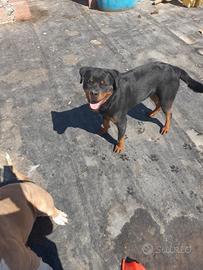 Rottweiler femmina originale