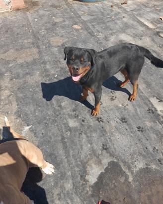 Rottweiler femmina originale