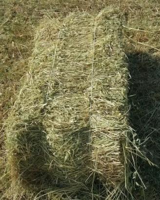 Ballette di fieno prato stabile