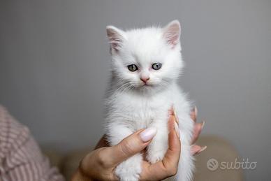 Gattini Scottish fold e striker
