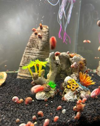 Planorbarius red