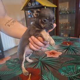 Chihuahua maschio blu