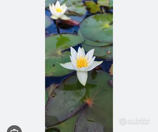 Acquatiche