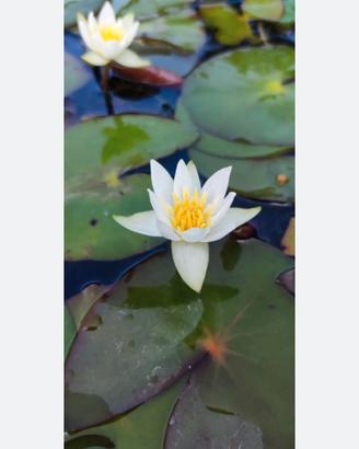 Acquatiche