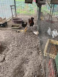 Fagiano dorato giallo