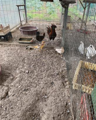 Fagiano dorato giallo