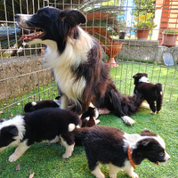 Cuccioli border collie