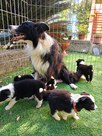 Cuccioli border collie