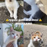 Cuccioli gatto