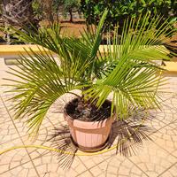 Jubaea chilensis (palma del cile)