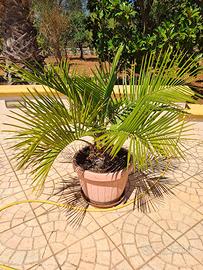 Jubaea chilensis (palma del cile)