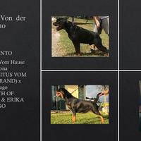 Disponibili Cuccioli, Rottweiler ALTA GENEALOGIA