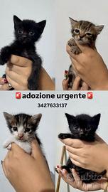 Cuccioli di gatto