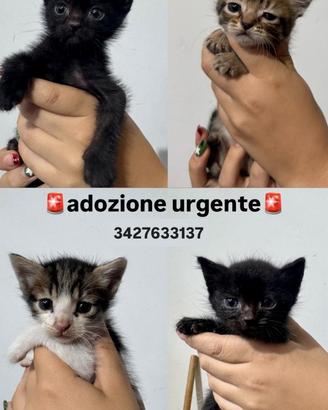 Cuccioli di gatto