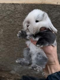 Cuccioli ariete conigli