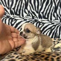 Chihuahua femmina bianco o marrone mini Toy