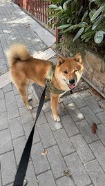 Shiba inu