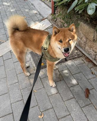 Shiba inu