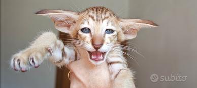 Gattino orientale no Bengal no Savannah