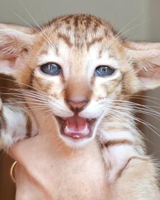 Gattino orientale no Bengal no Savannah